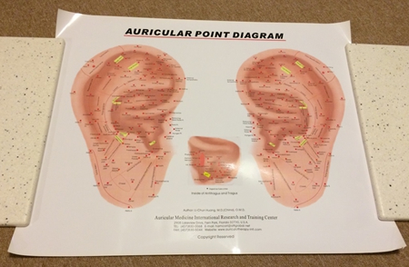 Auricular Ear Color Poster Frontal Ear