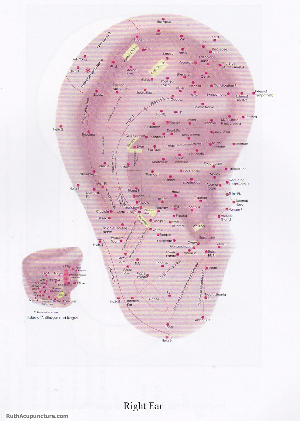 auricular acupuncture points right ear